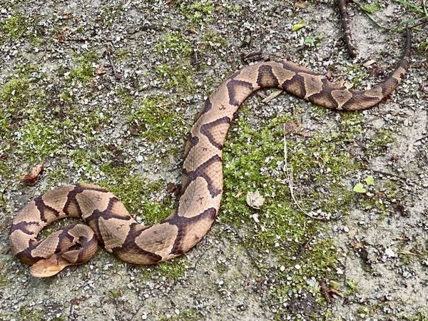 Shawnee National Forest Snakes: Should you be concerned?