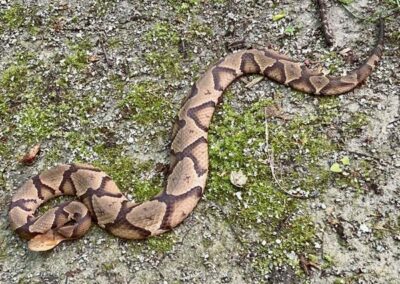 A Copperhead Snake