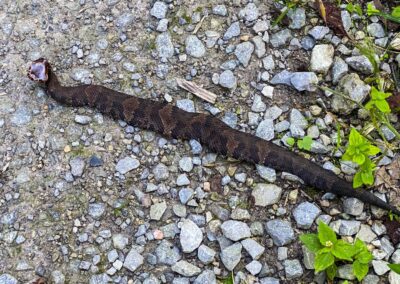 A Cottonmouth Snake