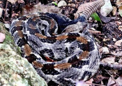 A Timber Rattlesnake